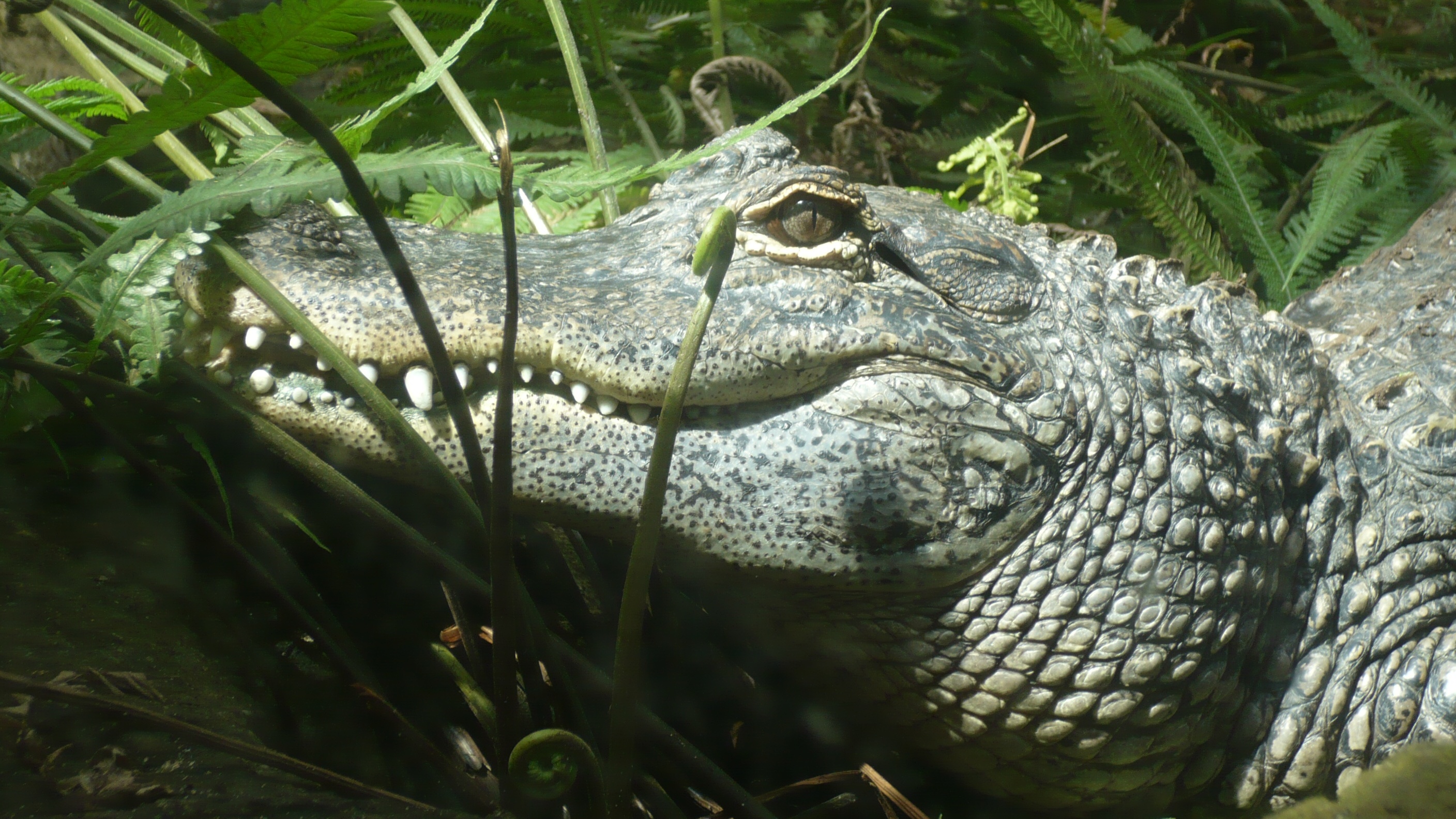 Unterschied Zwischen Krokodil Und Alligator