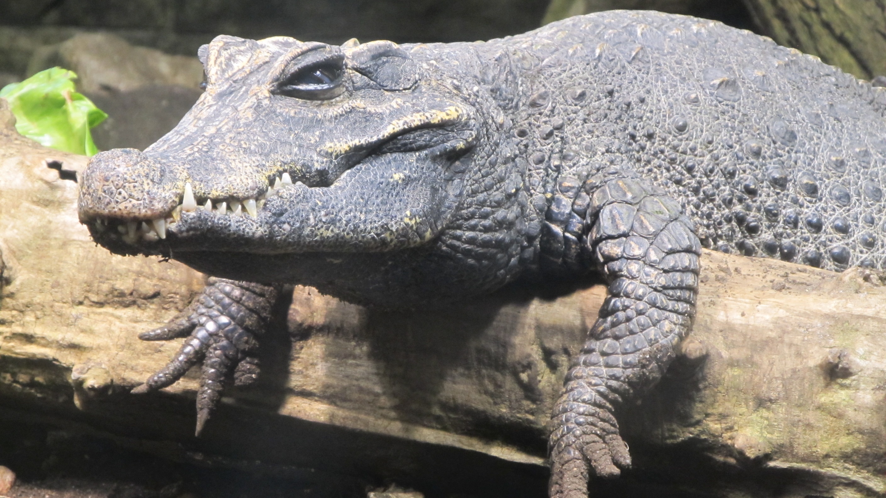 Unterschied Zwischen Krokodil Und Alligator