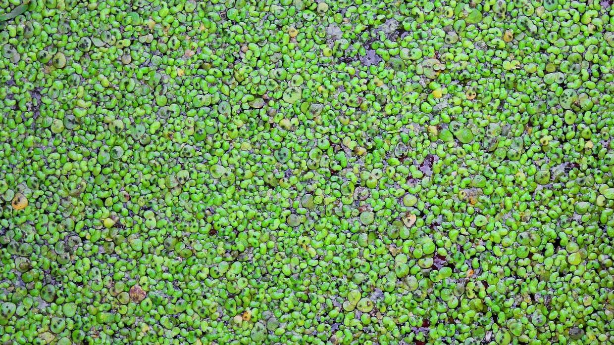 Wasserlinsen Essen Das Steckt In Der Entengrutze Focus De 