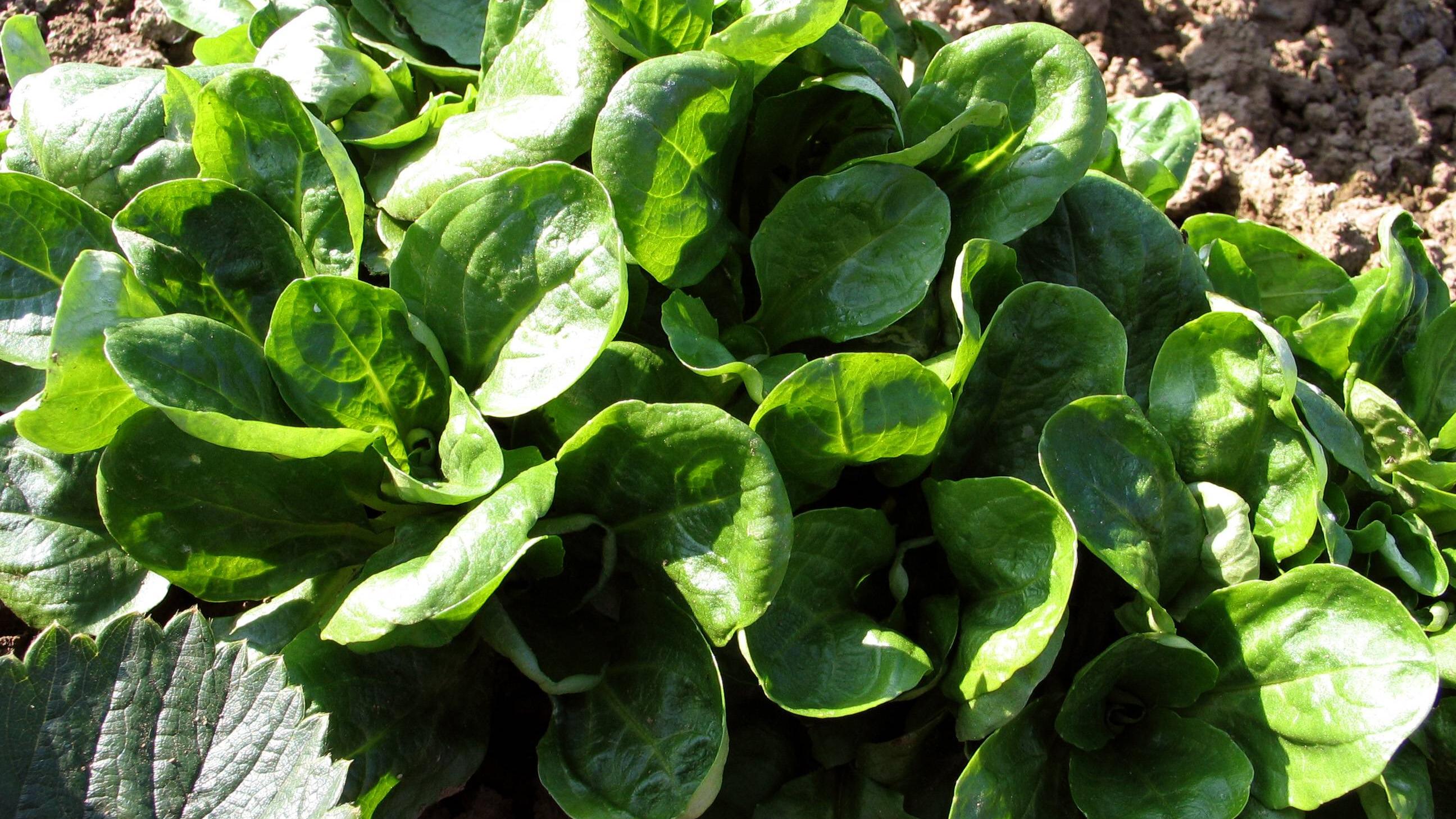 Pflegeleichte Pflanzen für schattigen Balkon 7 Sorten für einen