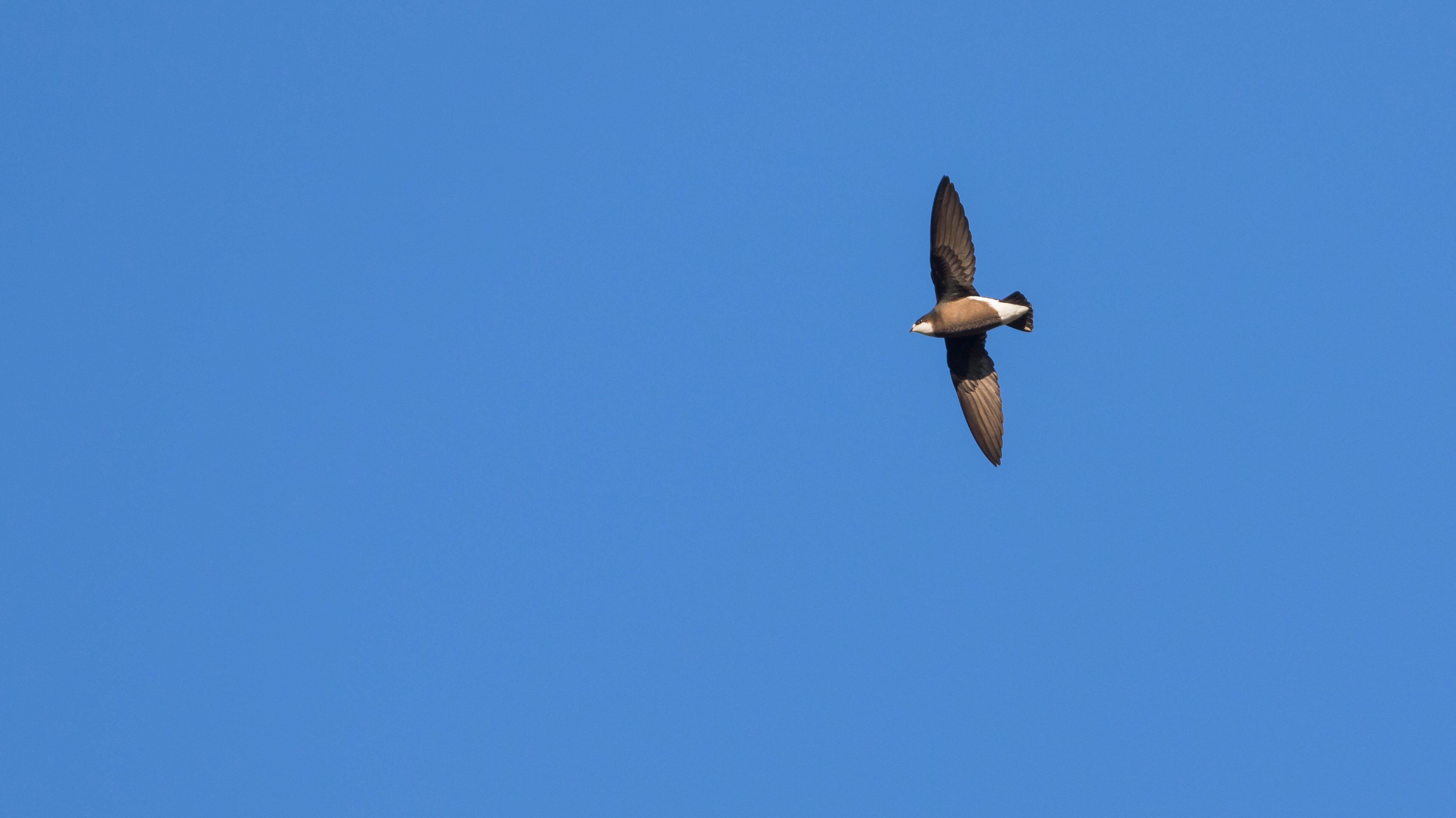 Was Ist Der Schnellste Vogel Der Welt addwiki.de