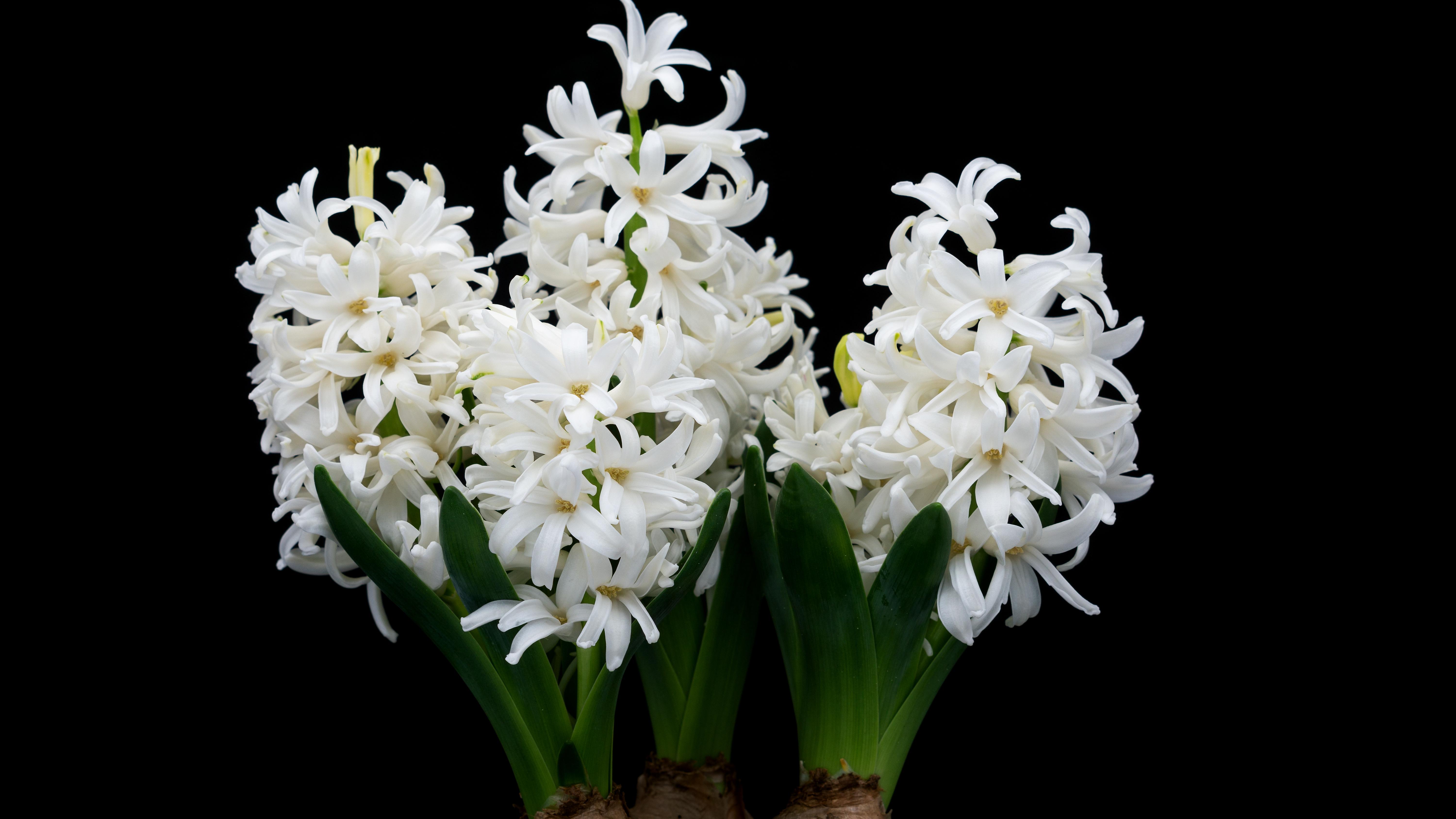 Frühlingsblumen in Weiß Diese Pflanzen tragen im Frühjahr weiße Blüten