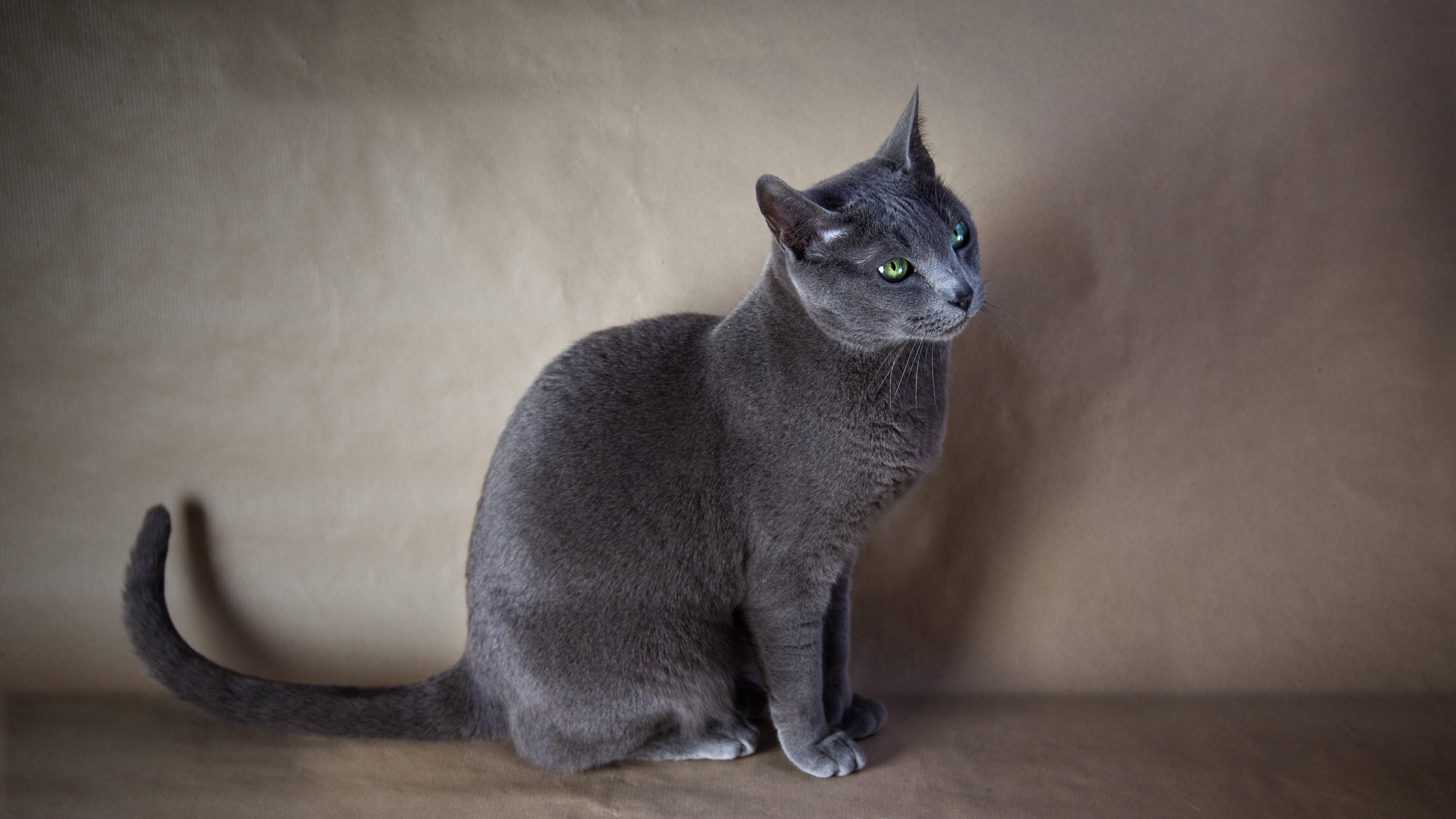 Katzenrassen, die nicht haaren Eine Übersicht FOCUS.de