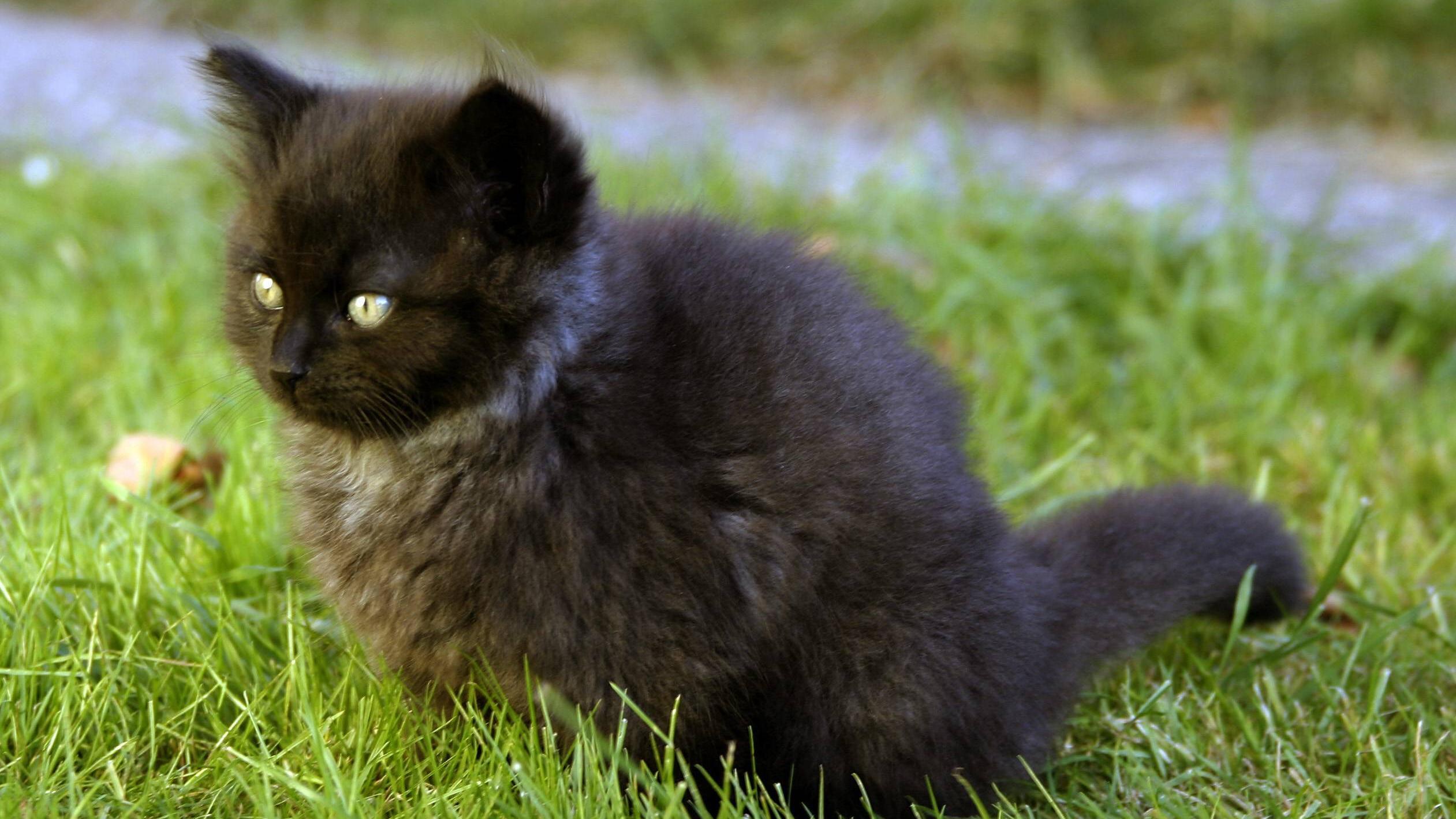 Schwarz Gestreifte Grosskatze In Asien Chinesische Katzenrassen: 10 Rassen aus Asien im Überblick | FOCUS.de