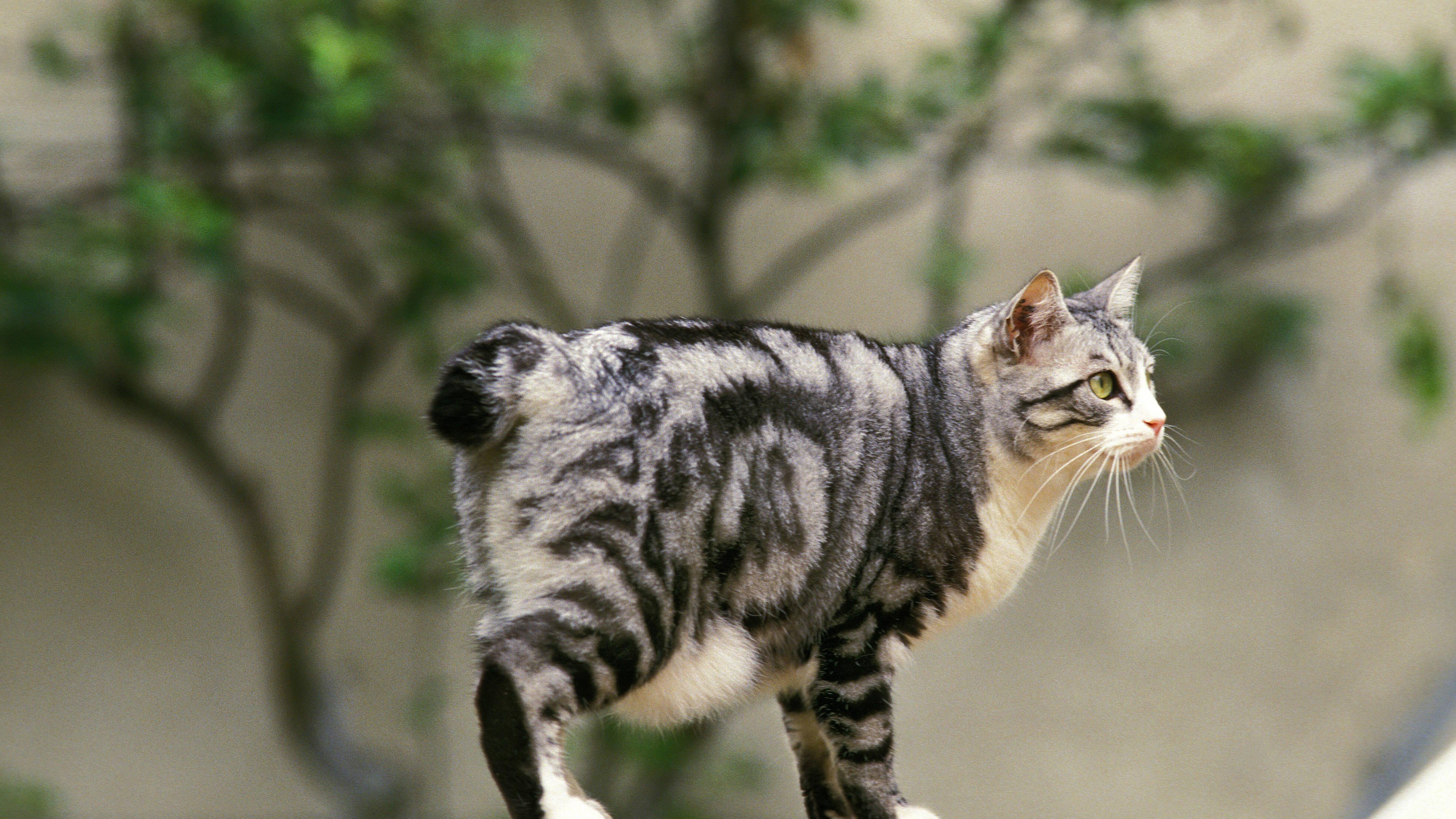 Schwarz Gestreifte Grosskatze In Asien Chinesische Katzenrassen: 10 Rassen aus Asien im Überblick | FOCUS.de