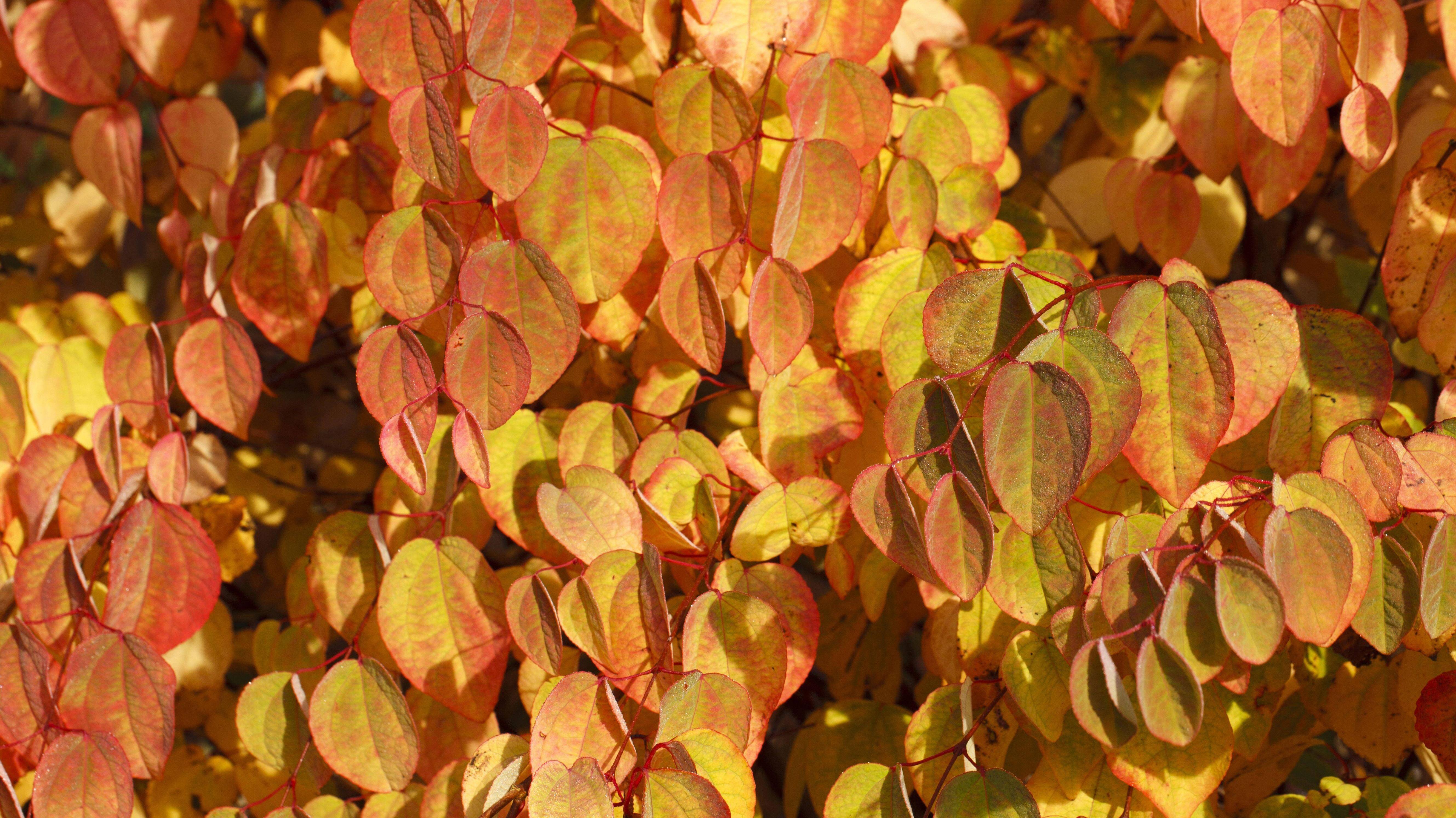 Moderne Bäume für den Garten Das sind beliebte Gewächse FOCUS.de