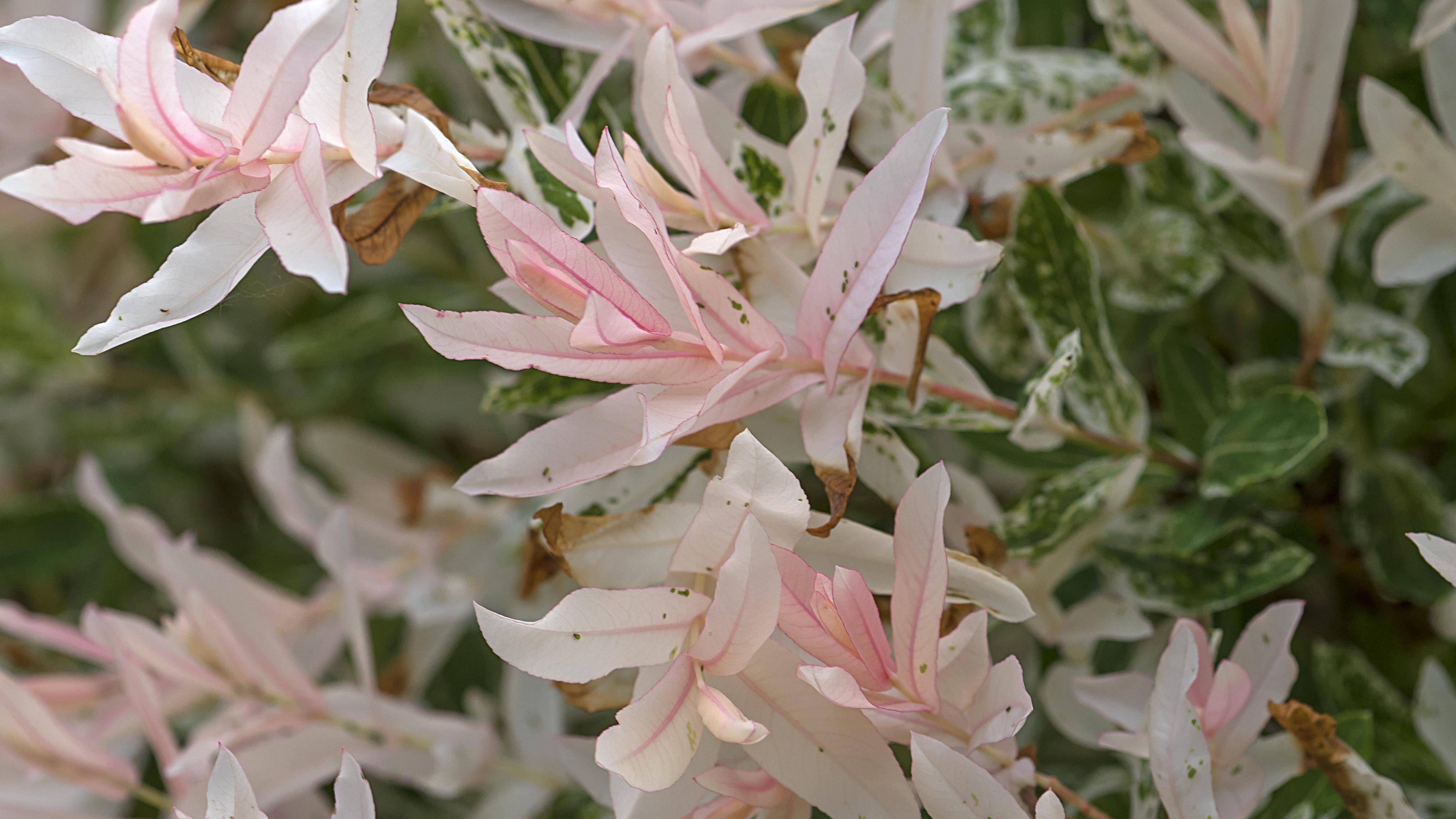 Moderne Bäume für den Garten Das sind beliebte Gewächse FOCUS.de