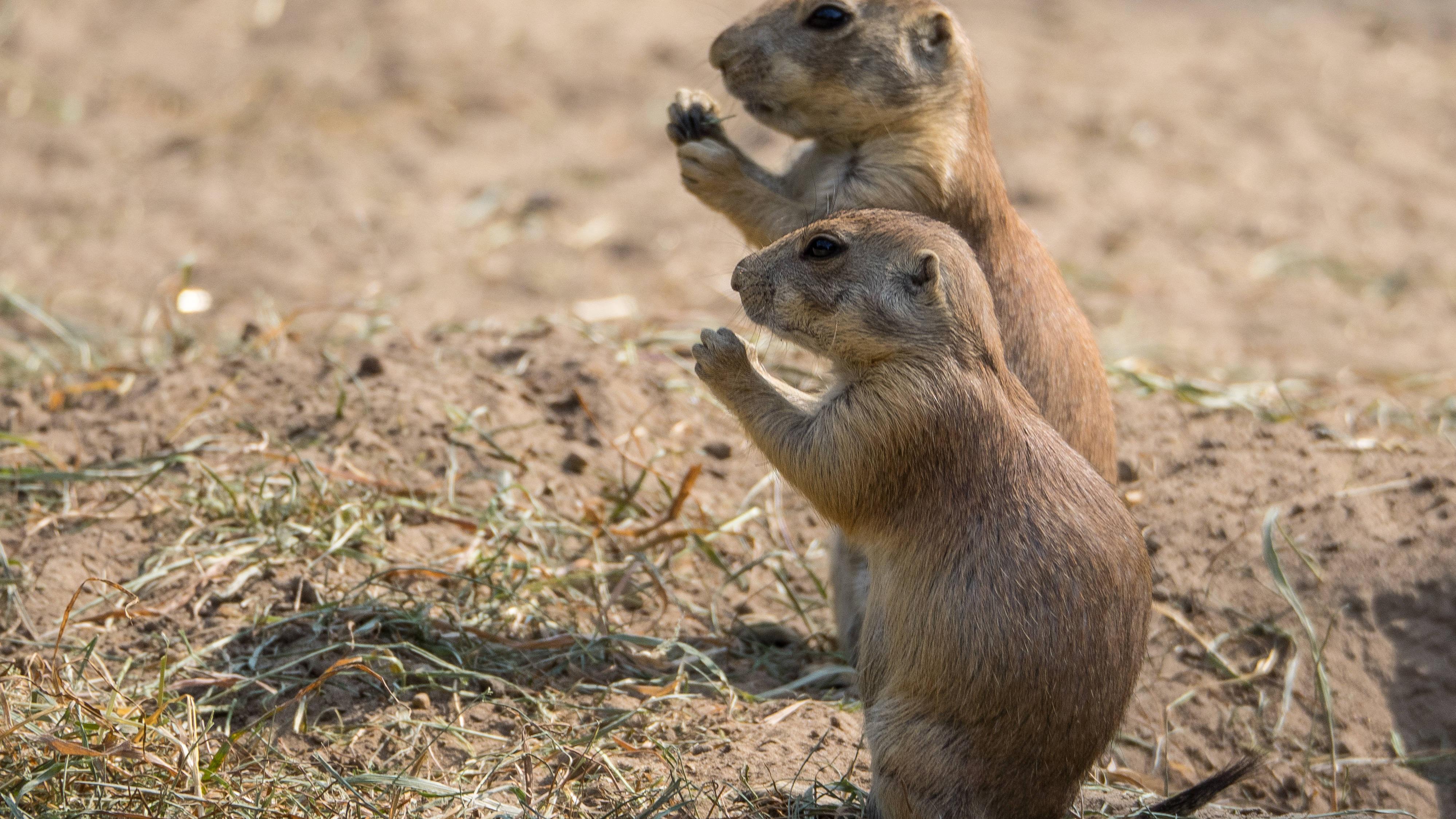 Monogame Tiere Diese Arten sind sich ein Leben lang treu FOCUS.de