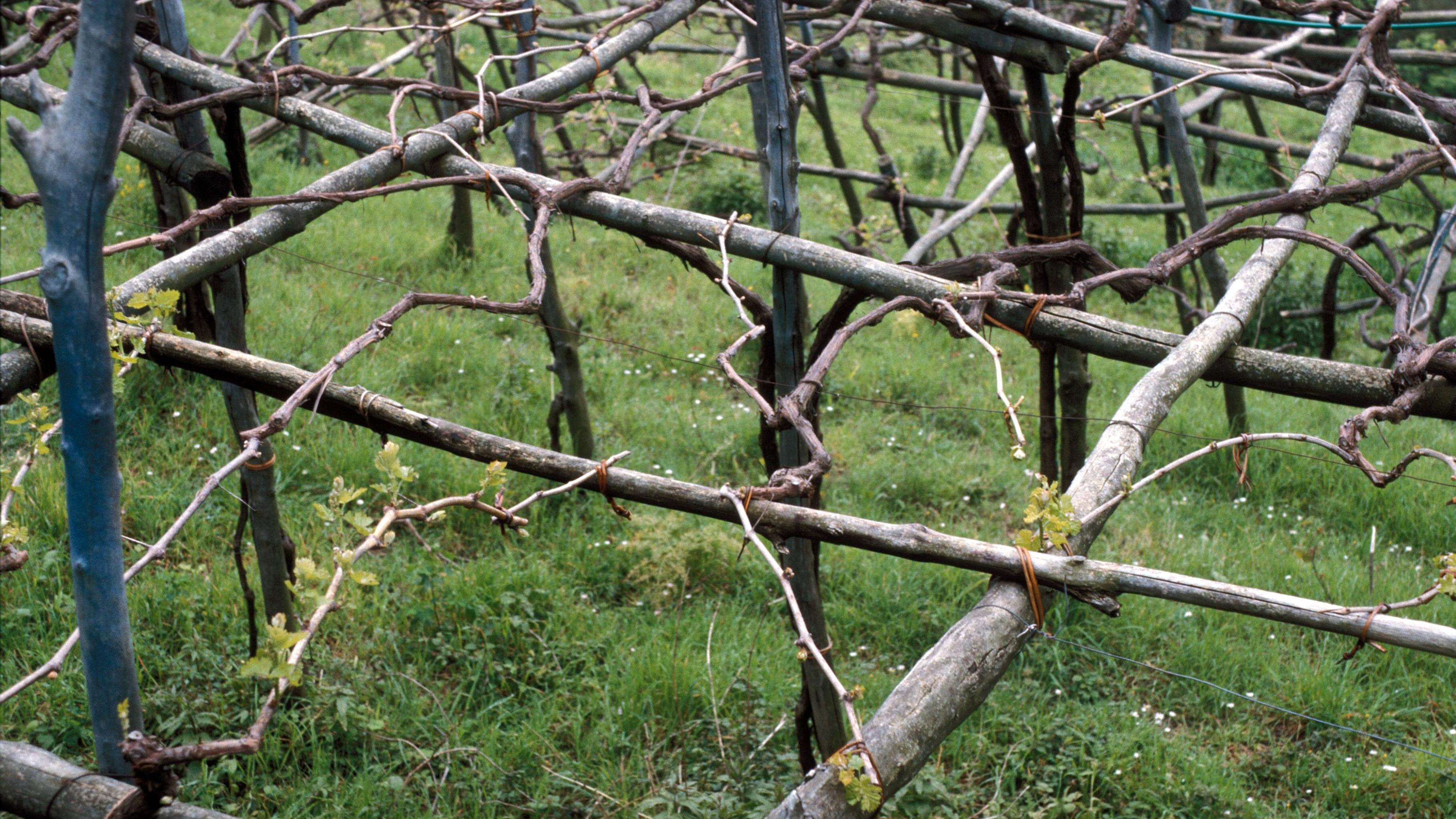 Rankhilfe aus Ästen selber bauen So geht's FOCUS.de