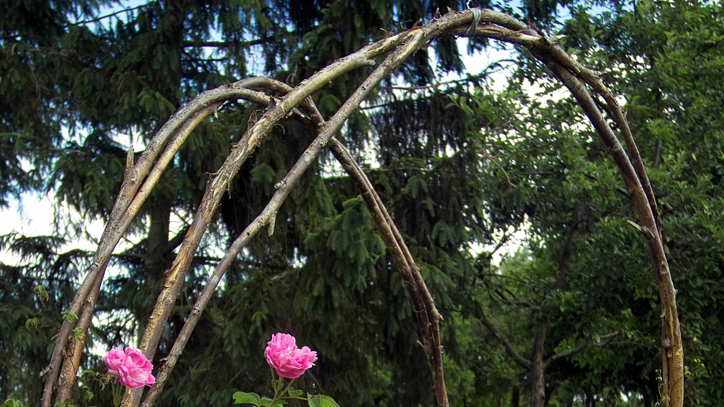 Rankhilfe aus Ästen selber bauen So geht's FOCUS.de