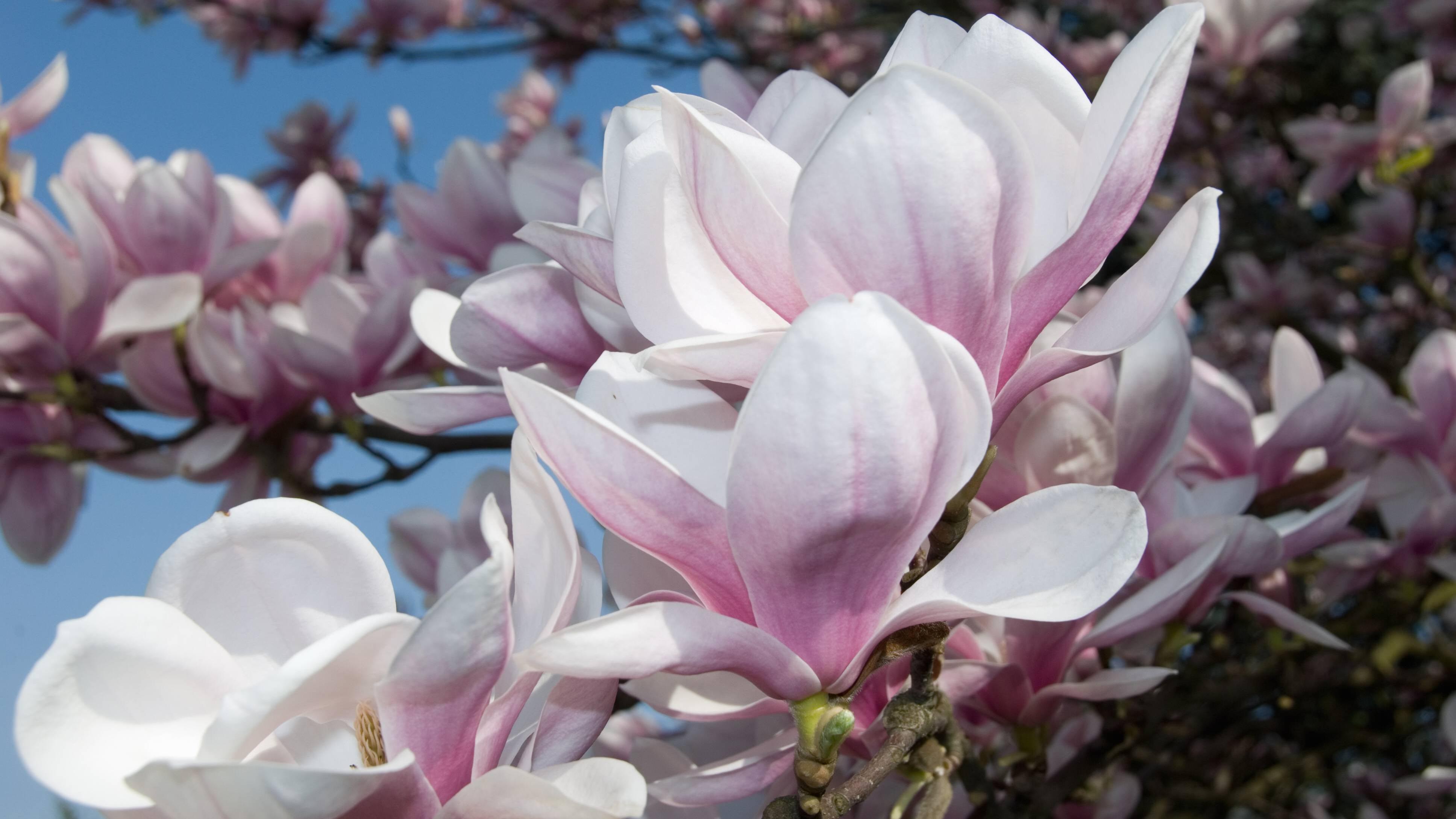 Moderne Bäume für den Garten Das sind beliebte Gewächse FOCUS.de