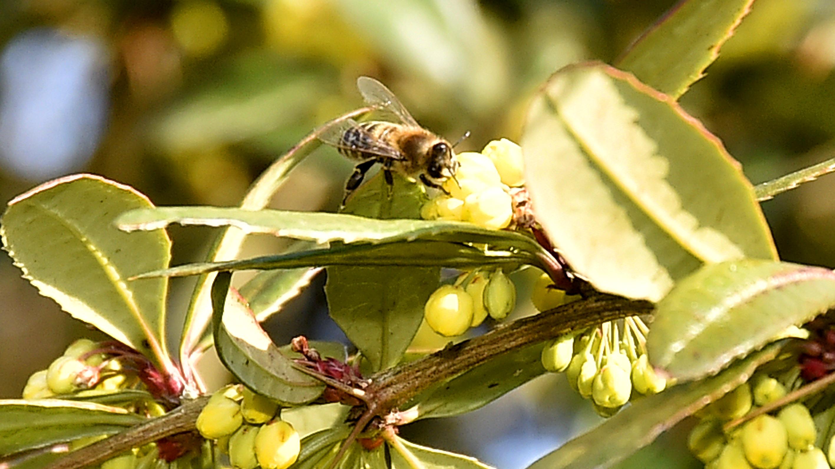 Nahrung für Vögel und Insekten Heimische, immergrüne Sträucher FOCUS.de