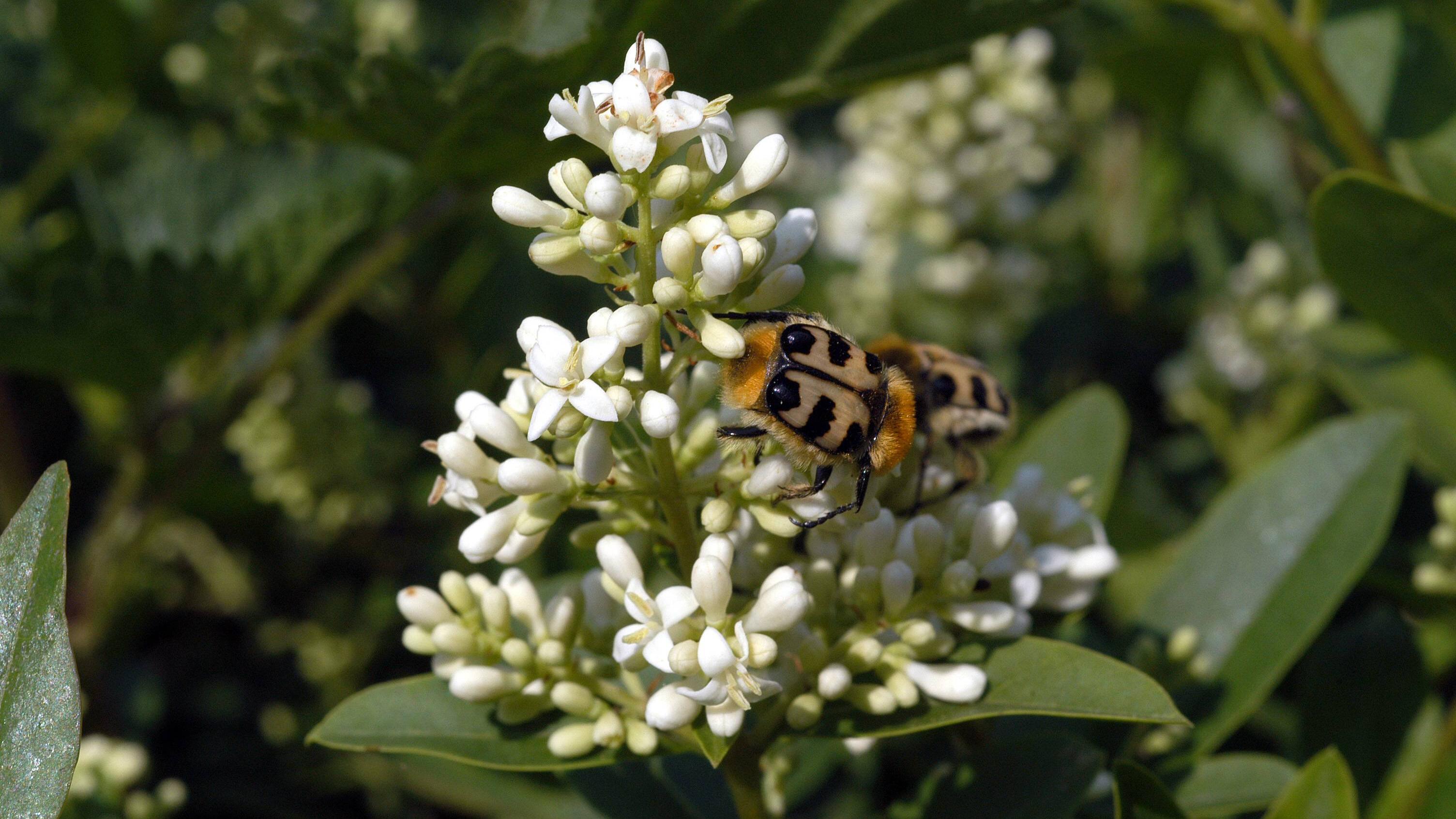 Nahrung für Vögel und Insekten Heimische, immergrüne Sträucher FOCUS.de